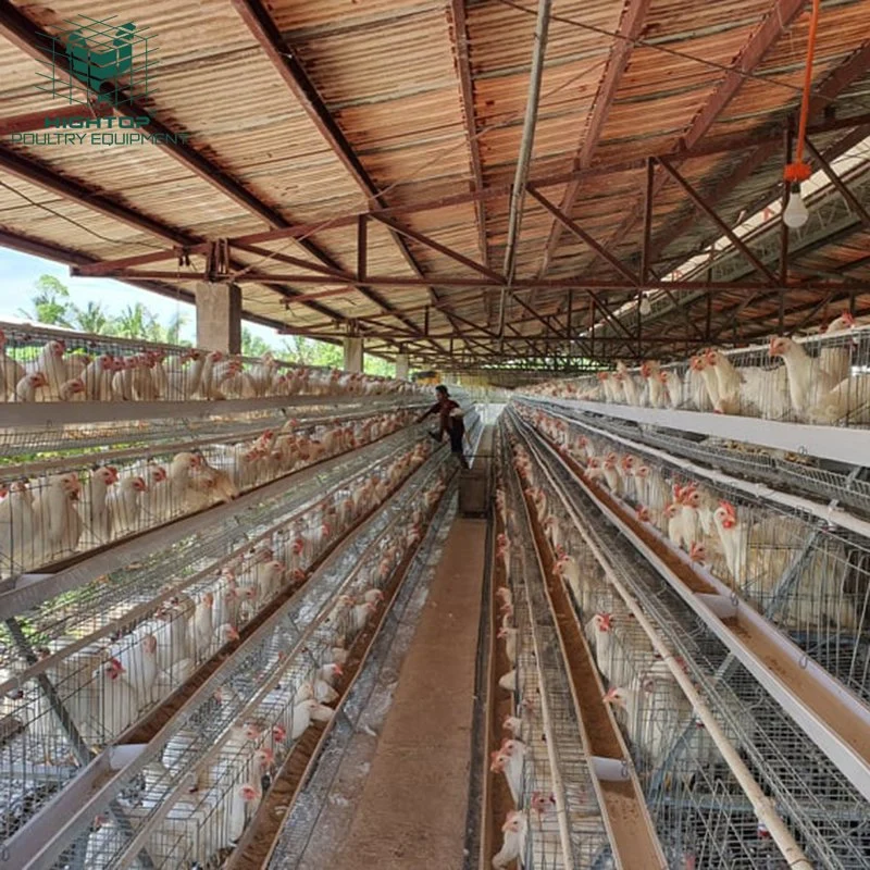 Design Poultry Farming 4 Tier A Type Chicken Layer Cages