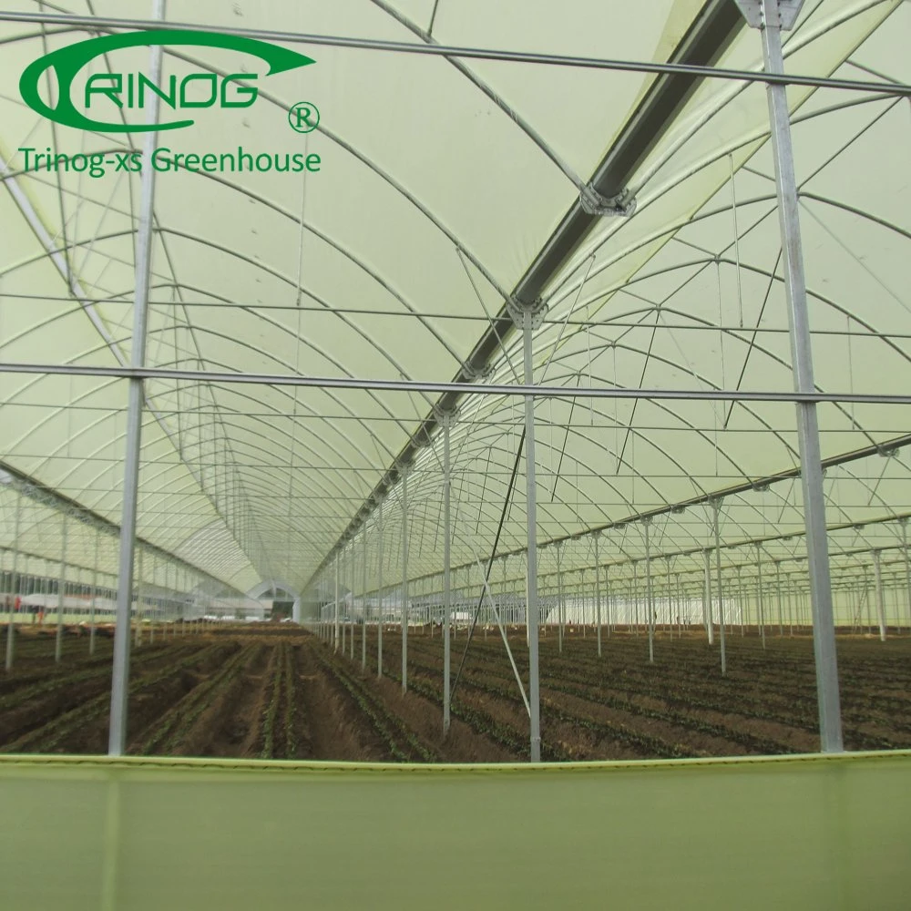 Multispan tunnel plastic film greenhouse for balloon flower