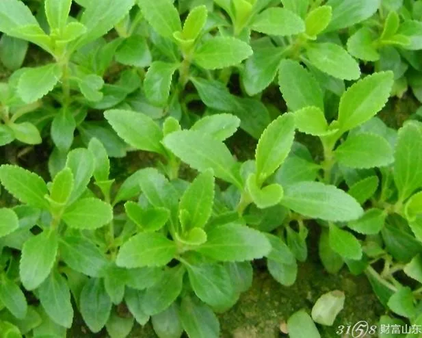 Stevia Natural 100% Pura ra del 97% de azúcar en la Stevia El 95% 99% de extracto en polvo edulcorante