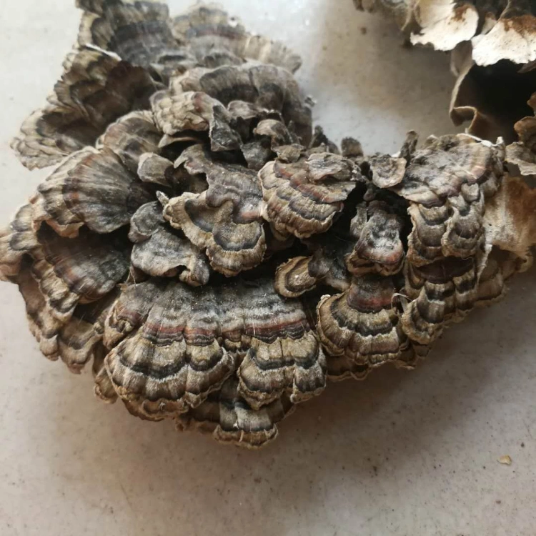 Getrocknete Putenschwanz Pilz, Trametes Versicolor, Coriolus Versicolor, Polyporus Versicolor Lieferant