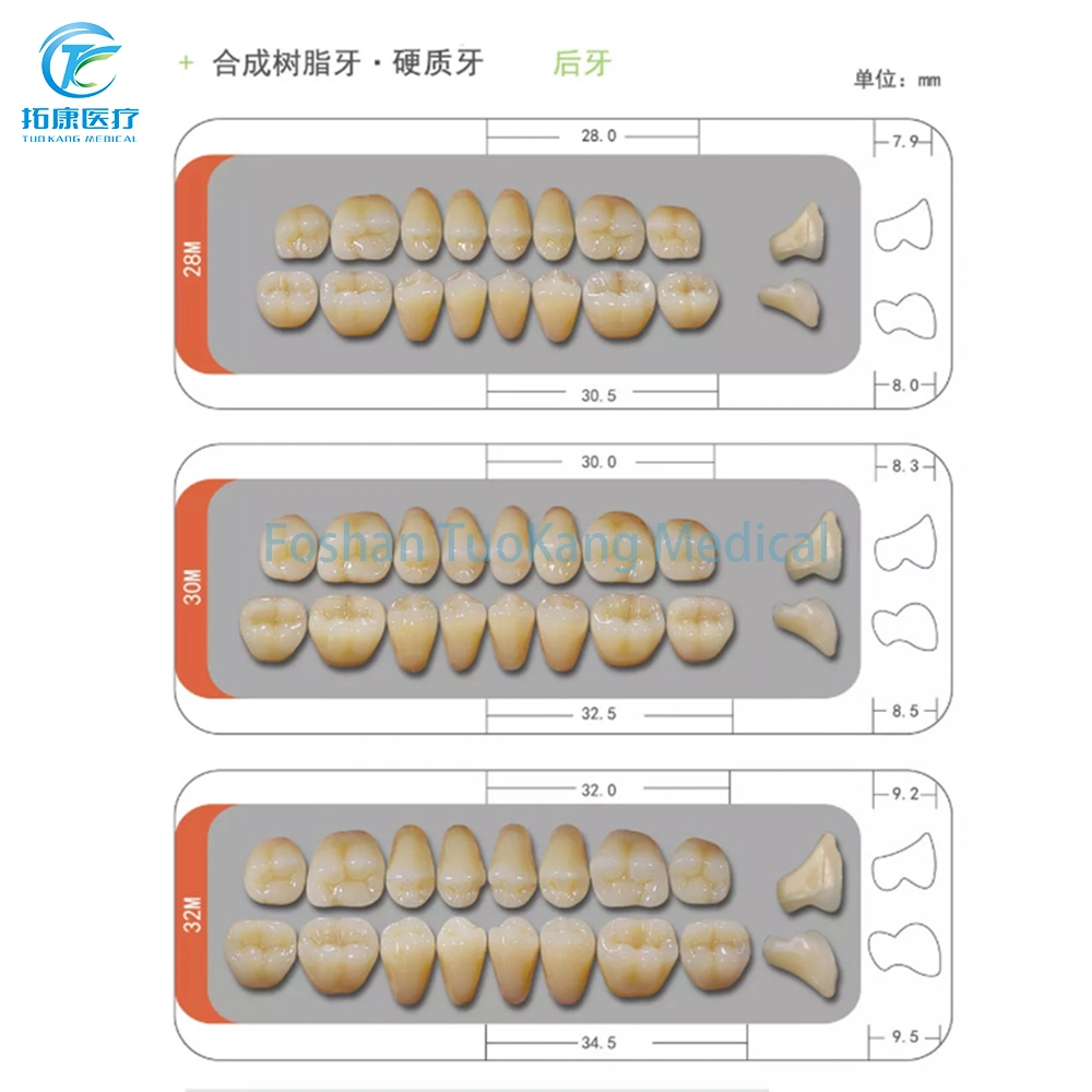 Matériel dentaire Kit de dentition dents en résine prothèse synthétique en polymère SS2 A3