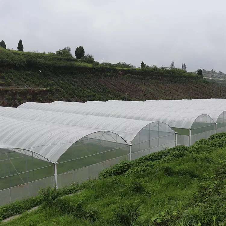 Multi-span Tunnel Jardin Shed Agro fleur chaleureuse maison Légumes Serre