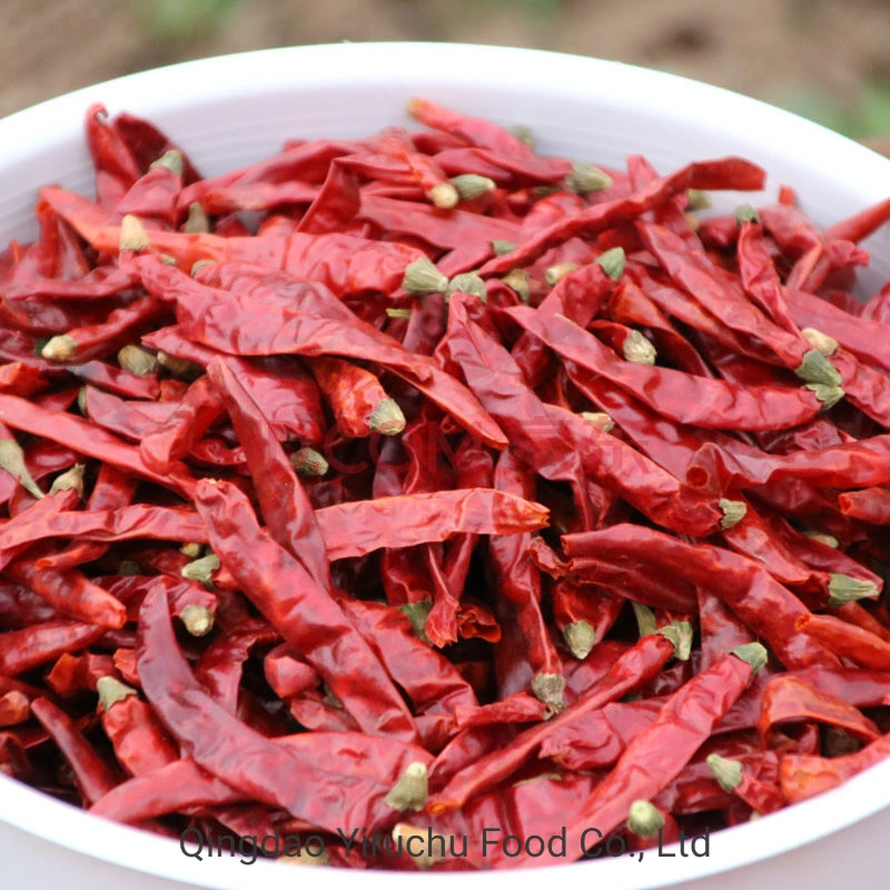 Red Chilli Exported to Domestic and Overseas Markets