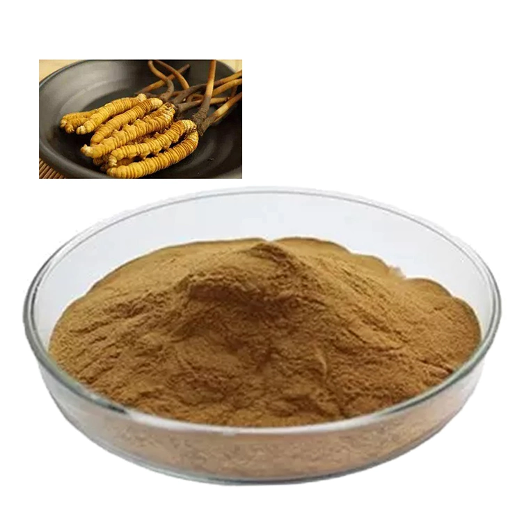 Organic Cordyceps Militaris Mushroom Extract Ophiocordyceps Sinensis Cordyceps Powder