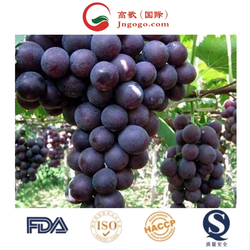 Bulk Fresh Black Grapes for Sale