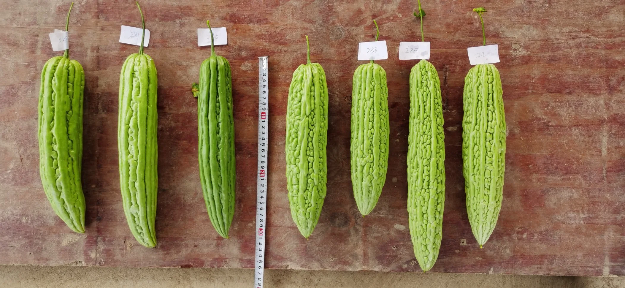 Disease Resistance Hybrid Green Bitter Gourd Seeds for Sowing