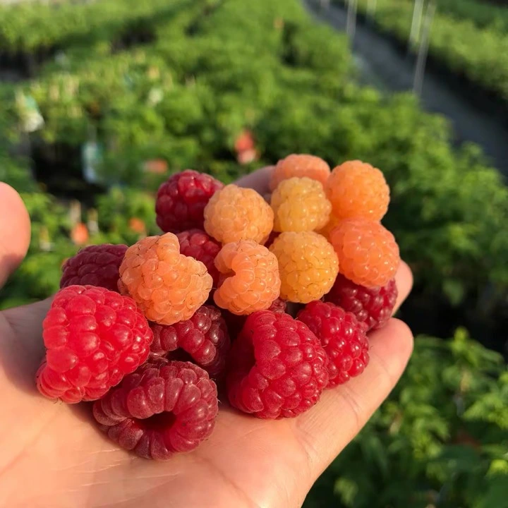 Wholesale Grafted Raspberry Seedling Tree