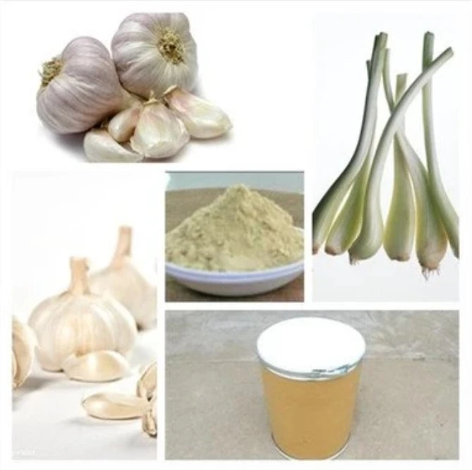 Hot Sales grau de alimento Natural orgânico Allicin Extract garlic em pó