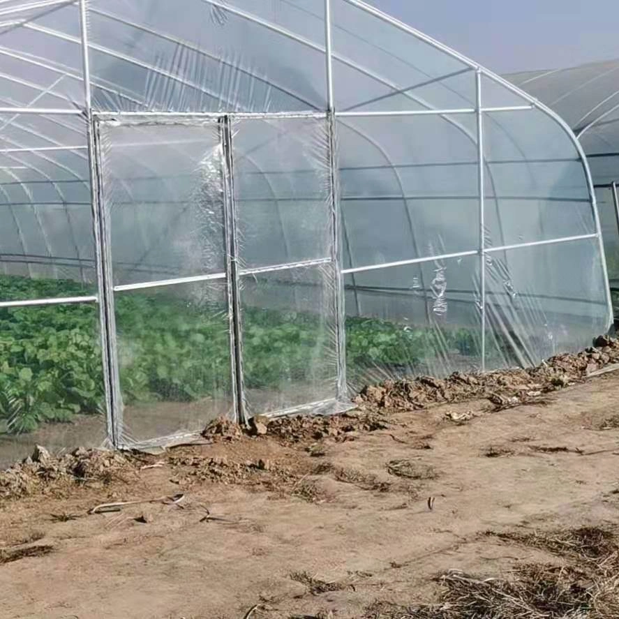 Single Span Small Garden Greenhouse with Single Layer Film for Lettuce/Spinach/Cerly