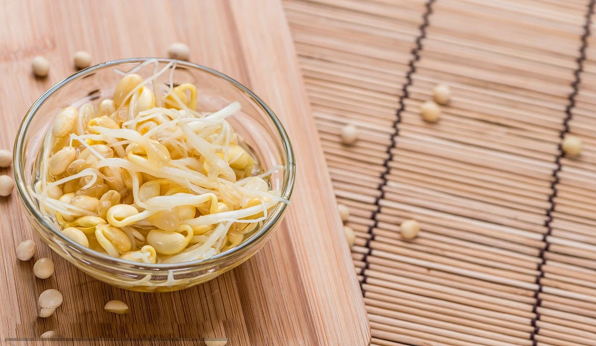 Al por mayor, el grano en conserva Sprout saludable verduras crujientes Salad delicioso lata Comida comida ninguna grasa en la salmuera