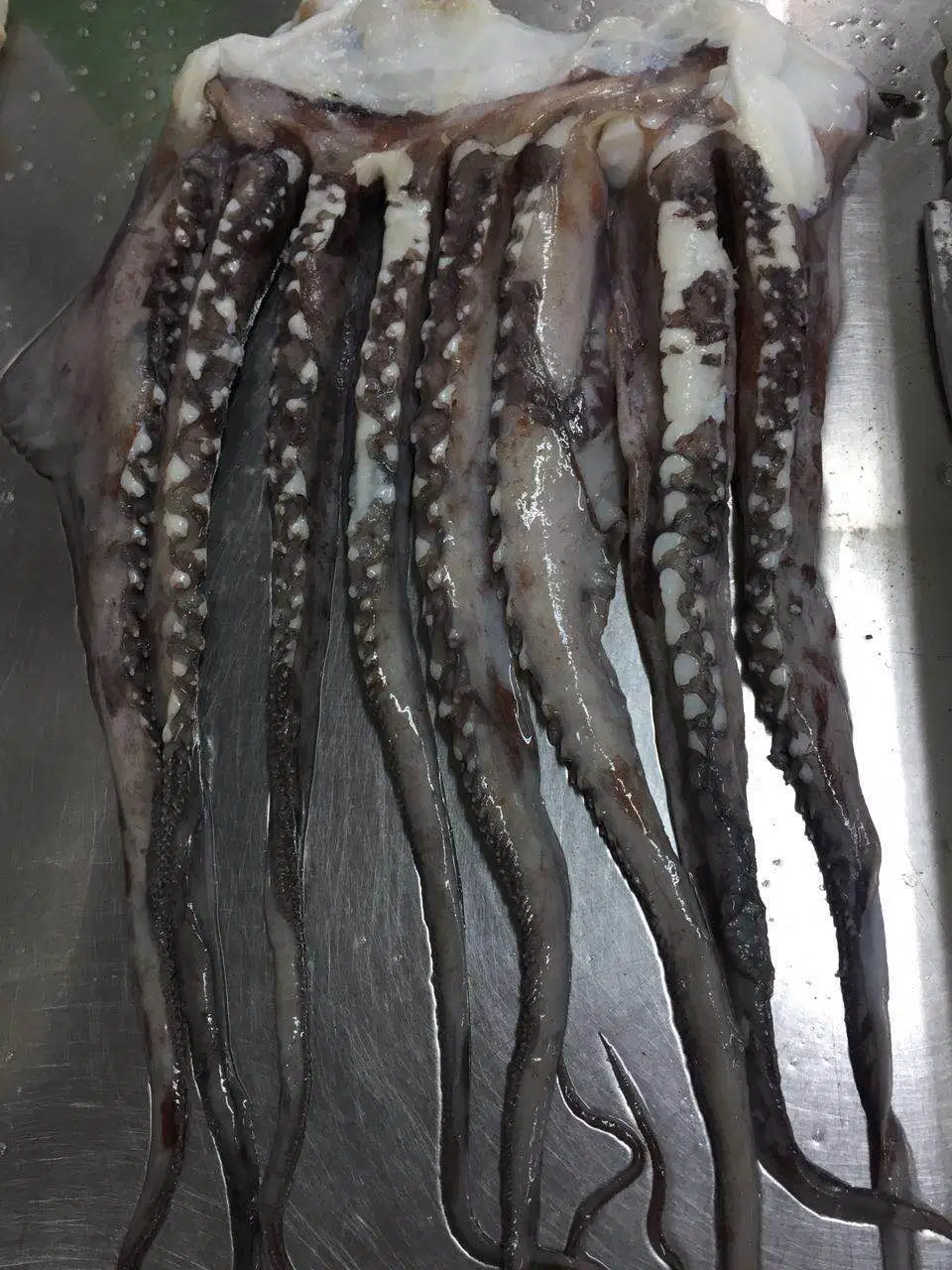 Hot Sale Frozen Seafood Nutritious Factory Supply Squid/Calamari Tentacle with Great Taste