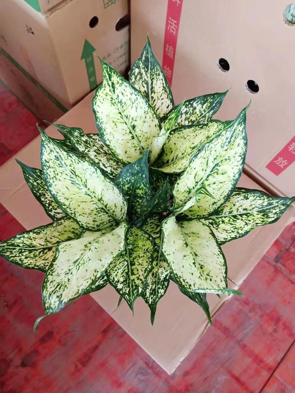 Aglaonema лимона