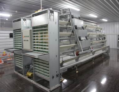 Low Cost H Type Layer Chicken Cage Equipment with Factory Price