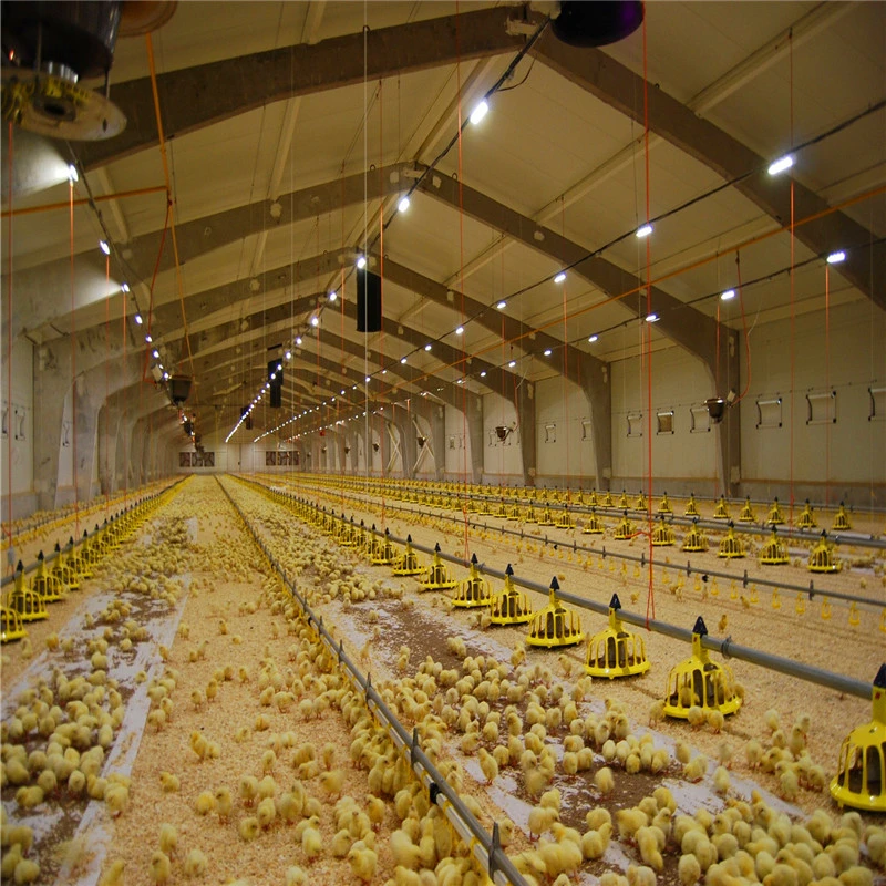 Vorgefertigte Hühnerstall Struktur Gebäude Geflügel Farm Plan Design Single Farbplatte Verzinkt