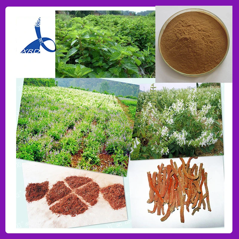 CAS No.: 3604-87-3 Dew Grass Extract 98% Ecdysterone Increasing Strength and Endurance