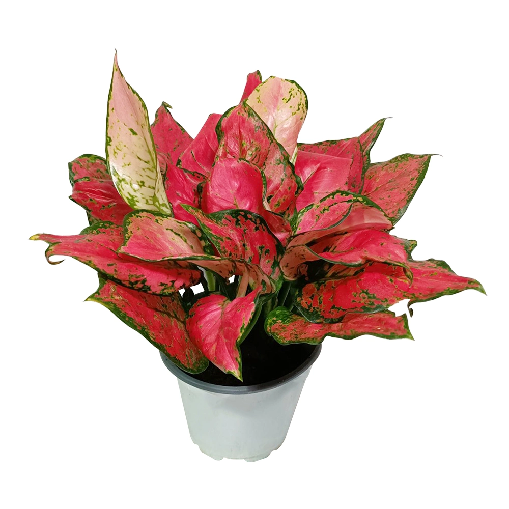 Aglaonema Ruyi Real Plants