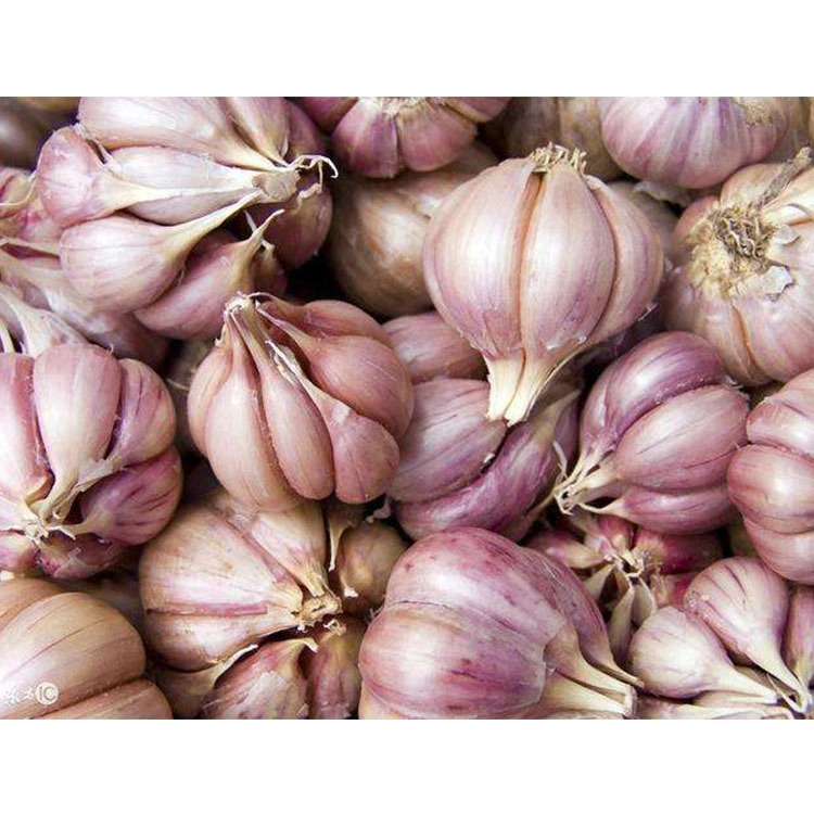 China Good Exporters Manufacturers Garlic New Crop Price