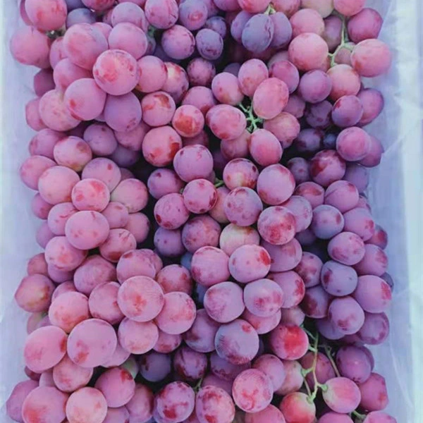 Fresh Xinjiang Good Quality Delicious Red Grapes