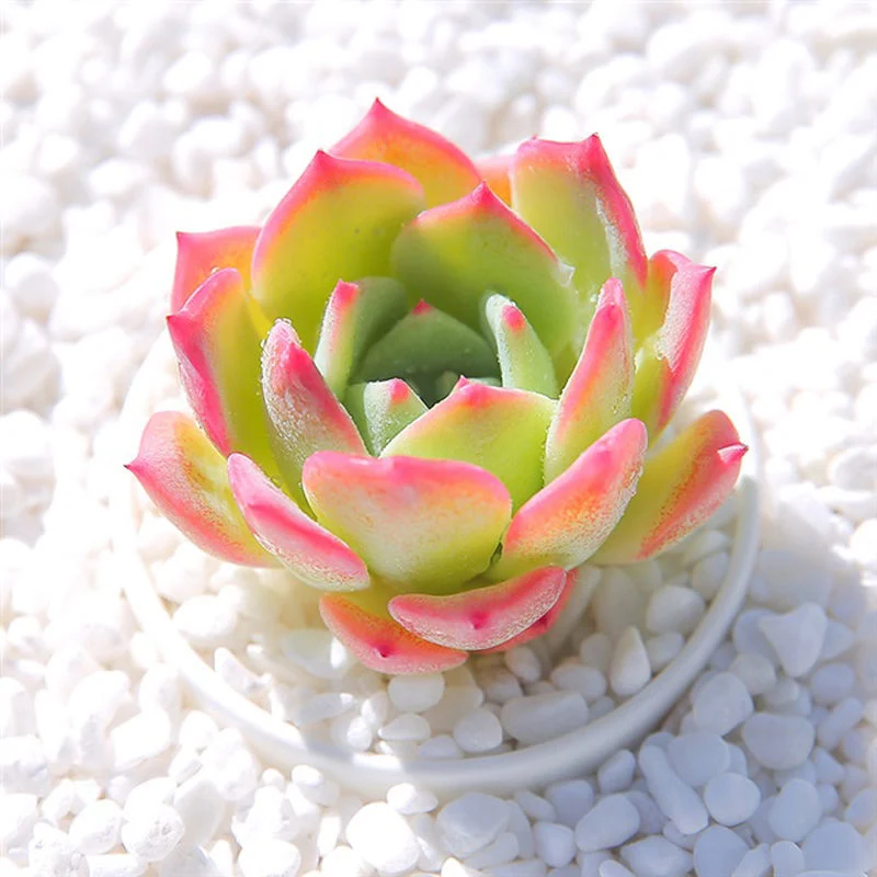 Hotsale Promotion Echeveria Agavoides Maria Succulent Plants Bonsai