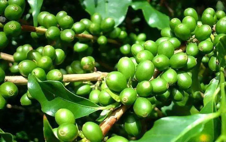 Shc Halal Mui l'acide chlorogénique Bean Extrait de la poudre de café vert