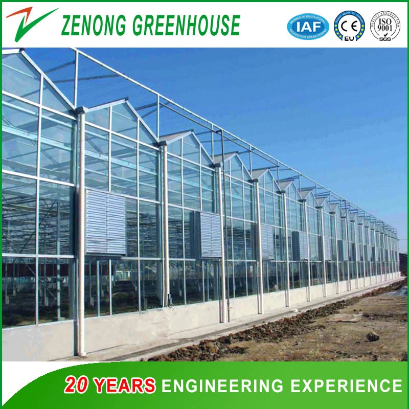 Modern Sunlight Glass Greenhouse with Automatic Shading Cooling System for Strawberry