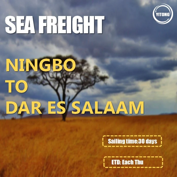 Sea Freight Shipping Cost From Ningbo Qingdao to Algiers Algeria