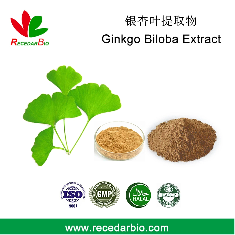 Extracto de hojas de Ginkgo Biloba polvo para Extracto herbario de plantas nutracéuticas