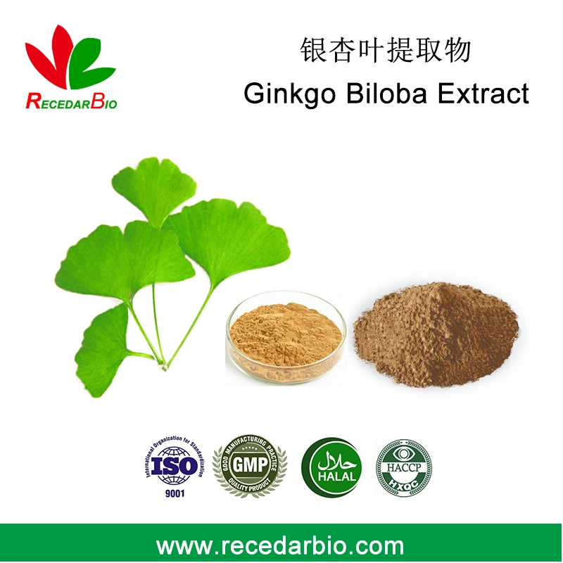 Ginkgo Biloba Leaf Extract Powder for Nutraceutical Plant Herbal Extract