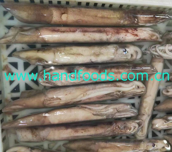 Cheap Price Hot Sale Seafood of Frozen Illex Squid