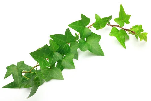 Hedera helix el polvo de tallo de un 10% Hederacoside C, extracto de la hoja de hiedra