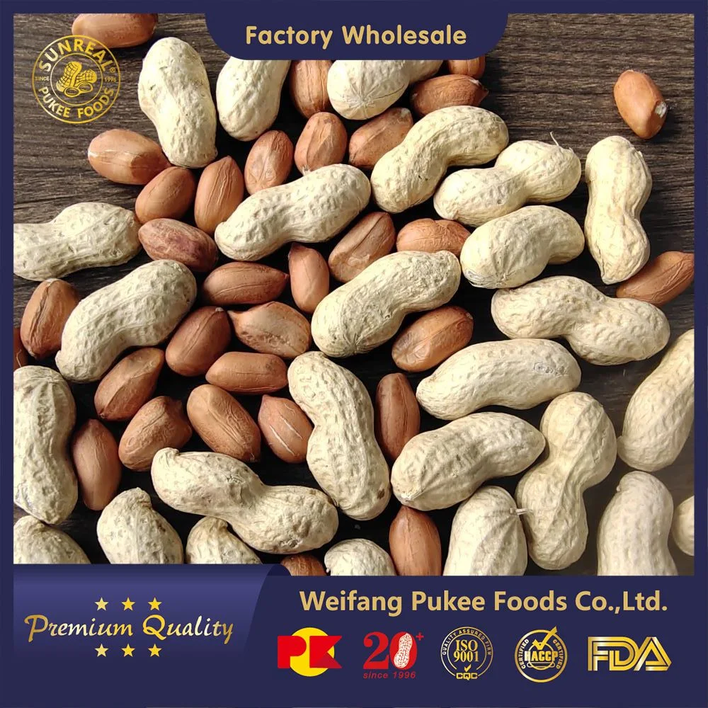 Raw Java Peanut in Shell/Superior Quality From China Snacks Food