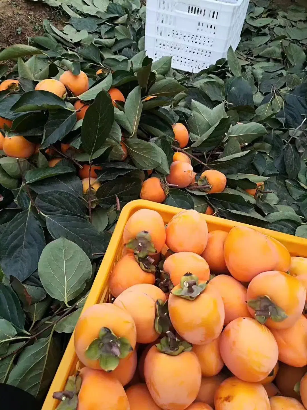 Carnes frescas secas doces de frutas do caquizeiro venda quente para casa a vida de estilo