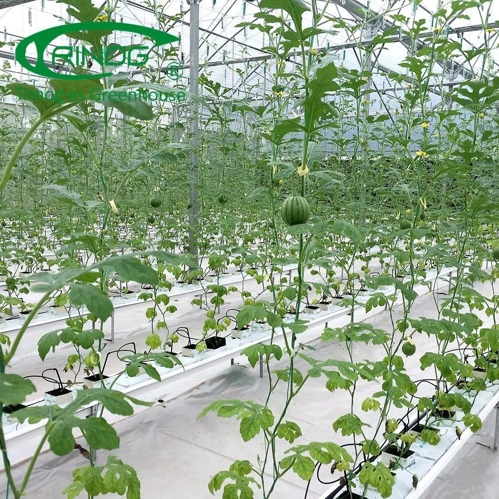 Agriculture Multi-Span Cultivation Hydroponics System Film Green House for Vegetable Planting