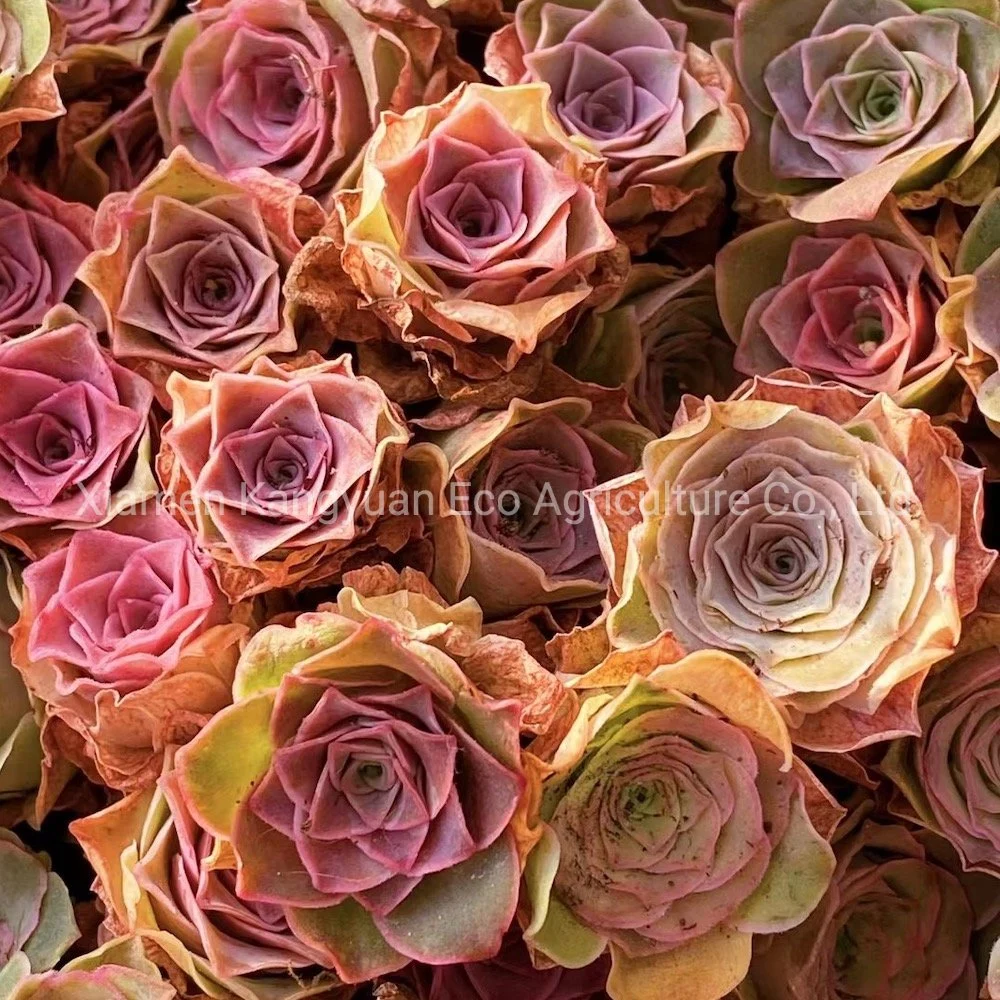 Mountain Rose Greenovia Succulent Plants