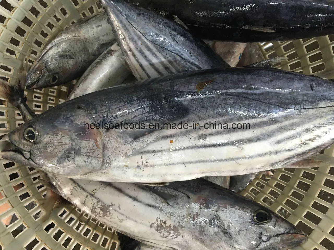 Bonito Supplier in China Frozen Bonito Fish for Sale