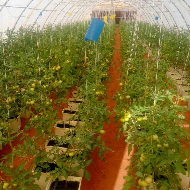 Greenhouse Hydroponics Cucumber Tomato Growing Dutch Bucket System