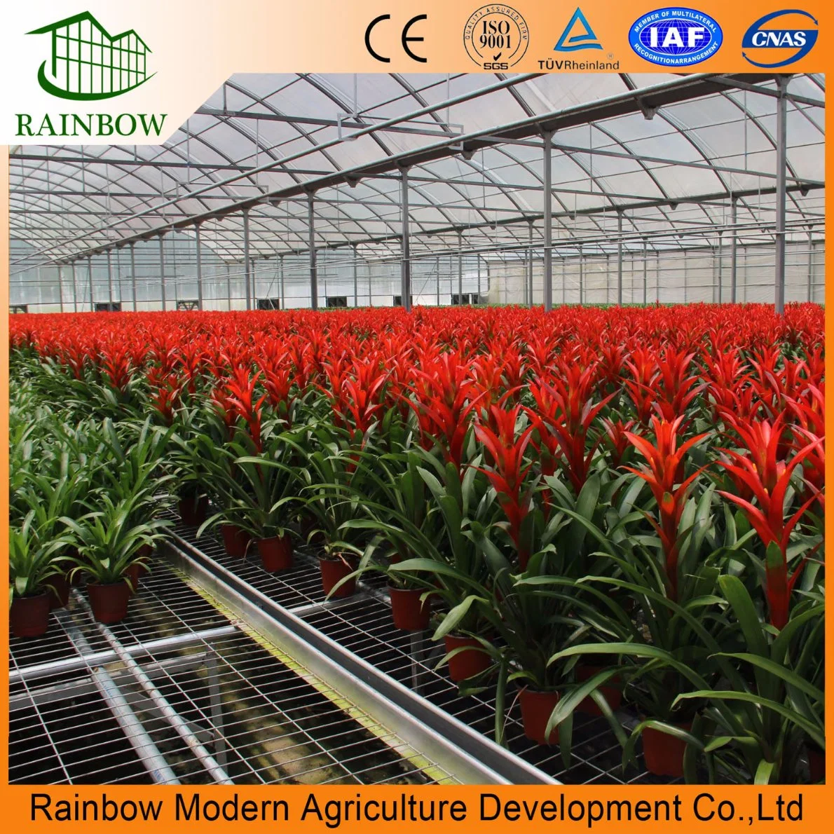 UV Resistant Multi Span Plastic Film Greenhouse for Vegetables Flowers