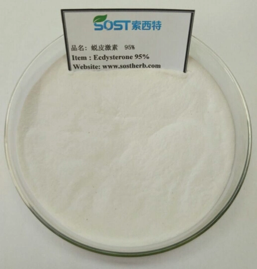 Hot Sale Plant Medicine Beta-ecdysone 20 Hydroxyecdysone Cyanotis Arachnoides Extract