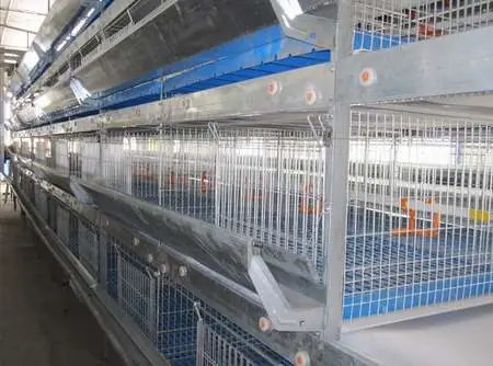 Equipement écologique d'élevage de volaille pour cages de couche