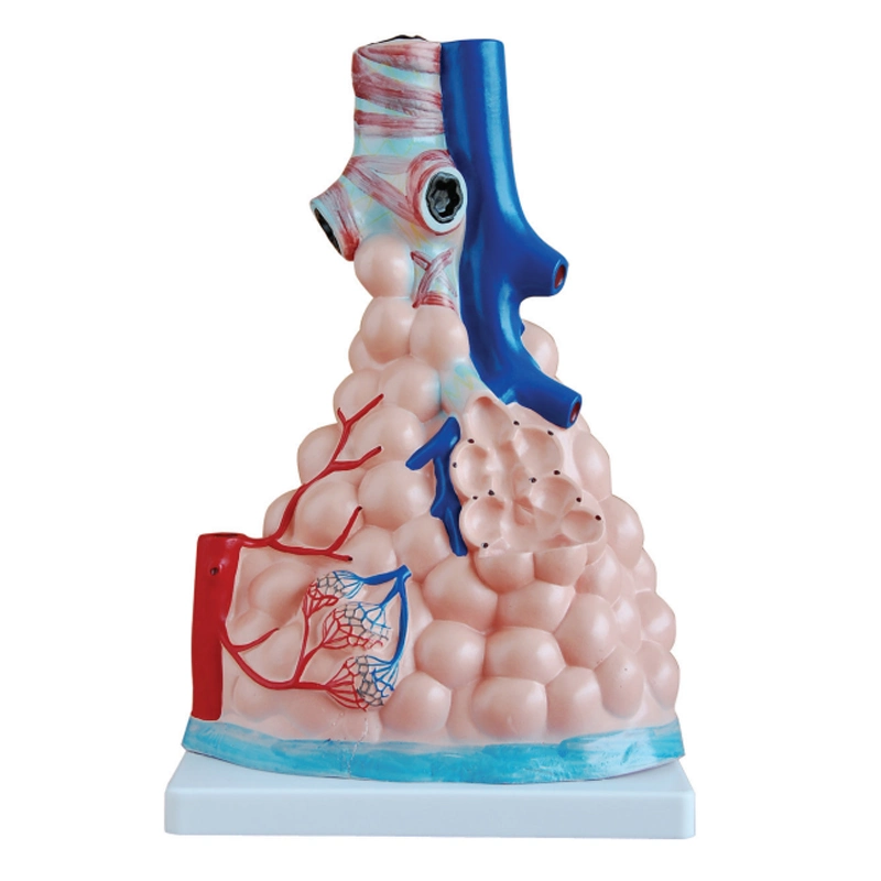 Modèles anatomiques médicaux modèle larynx humain agrandi