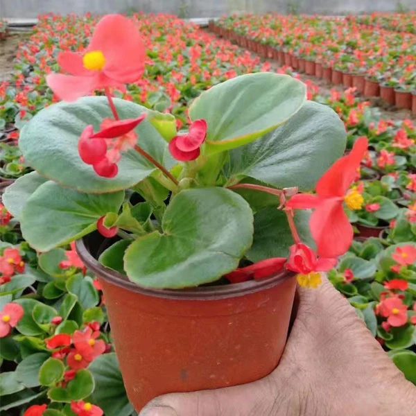 Touchhealthy Supply Begonia Semperflorens Seeds