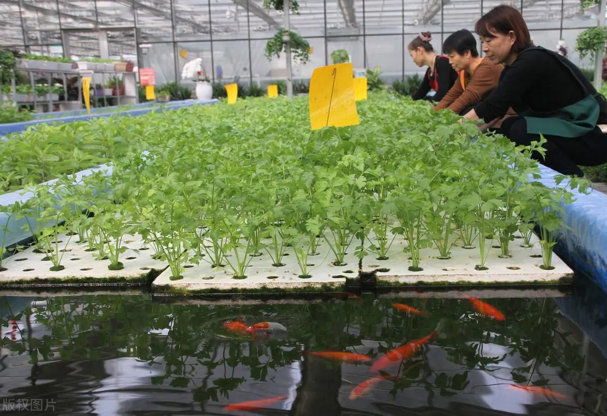 Building Materials Commercial Tunnel Pointed Shape Type Greenhouse with Internal and External Shading System for Aquaponics