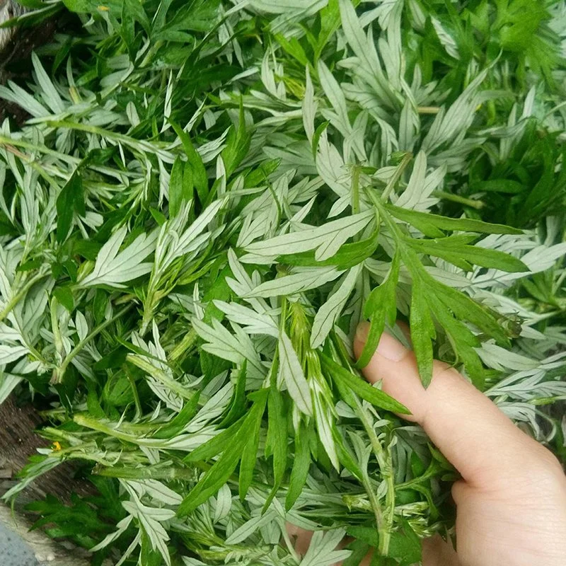 100% Pure Plant Extract at Wholesale Mugwort Hydrosol Blumea Hydrosol