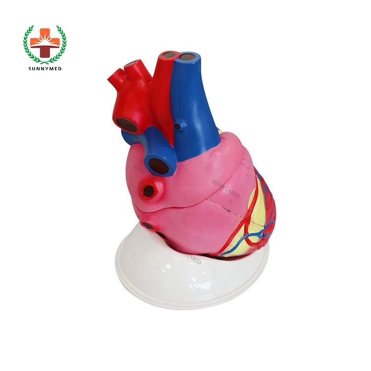 Medizinische Ausbildung Anatomie 5-Mal Vergrößertes Erwachsenen-Herzmodell