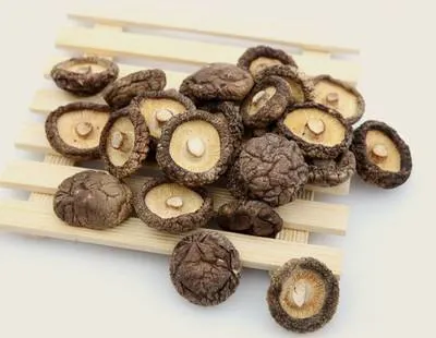 Natural Wild Good Quality Edible Shiitake Mushroom