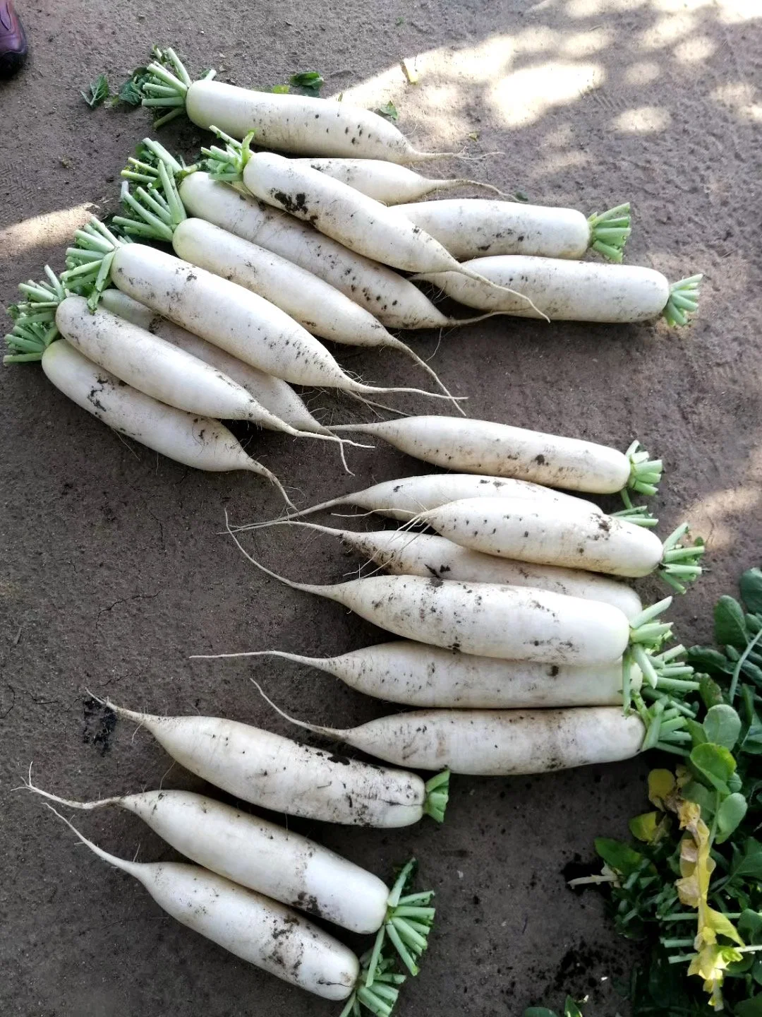 Chinese Radish Super Quality Crop 2020