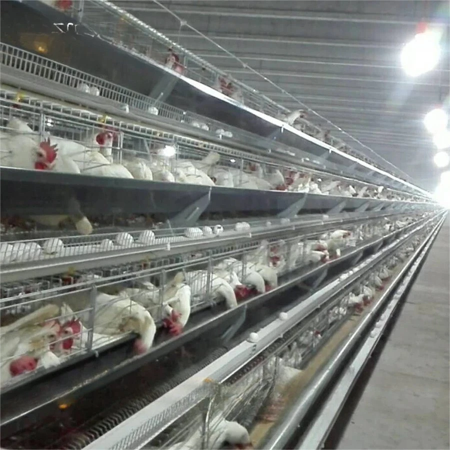 a Type Egg Chicken Layer Battery Cage for Hot Sale for Tanzania Poultry Farm