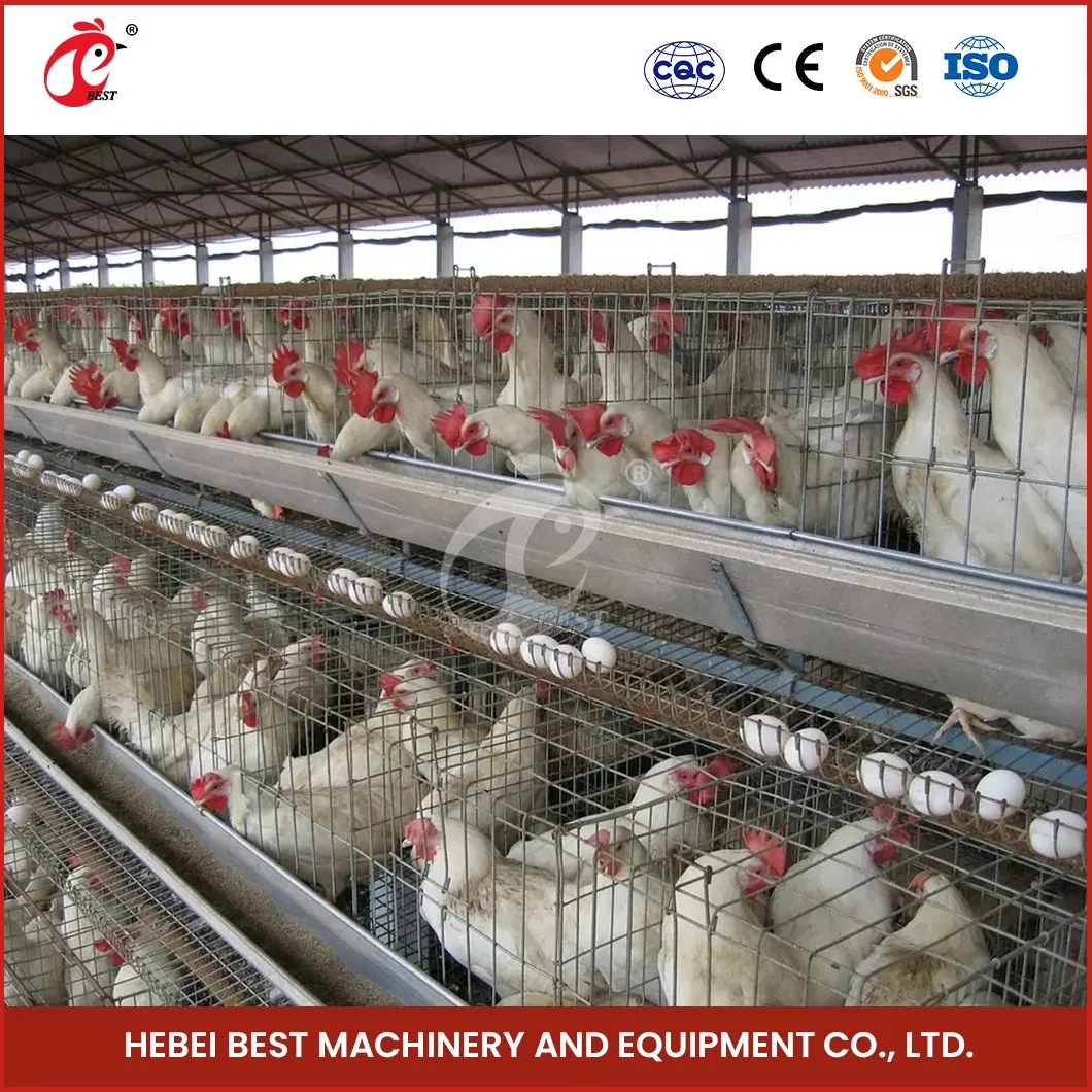 Bestchickencage Tipo corriente capa jaula China criado capa de pollo Coop Proveedor OEM personalizado Plata/Blanco/Amarillo Pollo huevos ponedoras jaulas