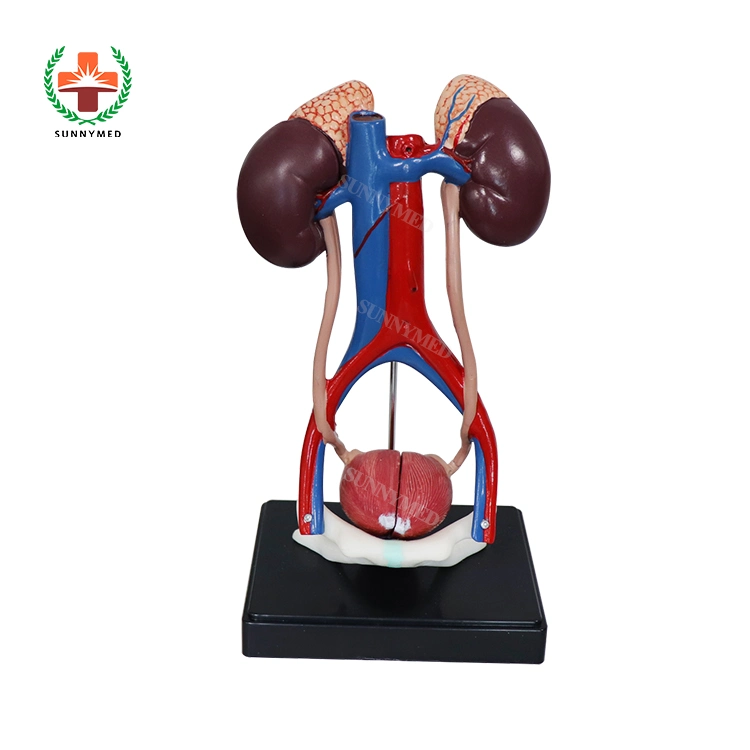 Medical Science Urinary Drainage System Model Urinary Drainage System