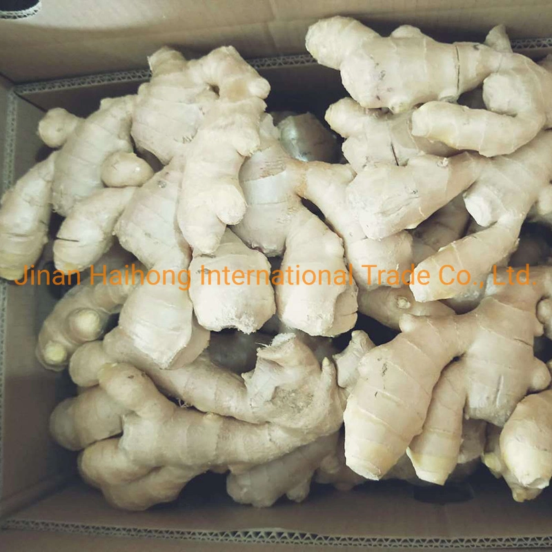 2019 Hot Sales Fresh Ginger Semi Dry or Full Dry